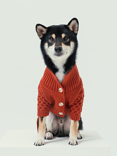 dog cardigan sweater Dog Wool Sweater Orange Cardigan Style