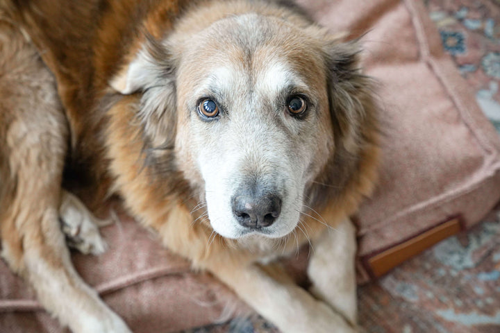 Lounger Pet Bed - Pittie Pink