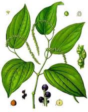 Essential Oil - Black Pepper
