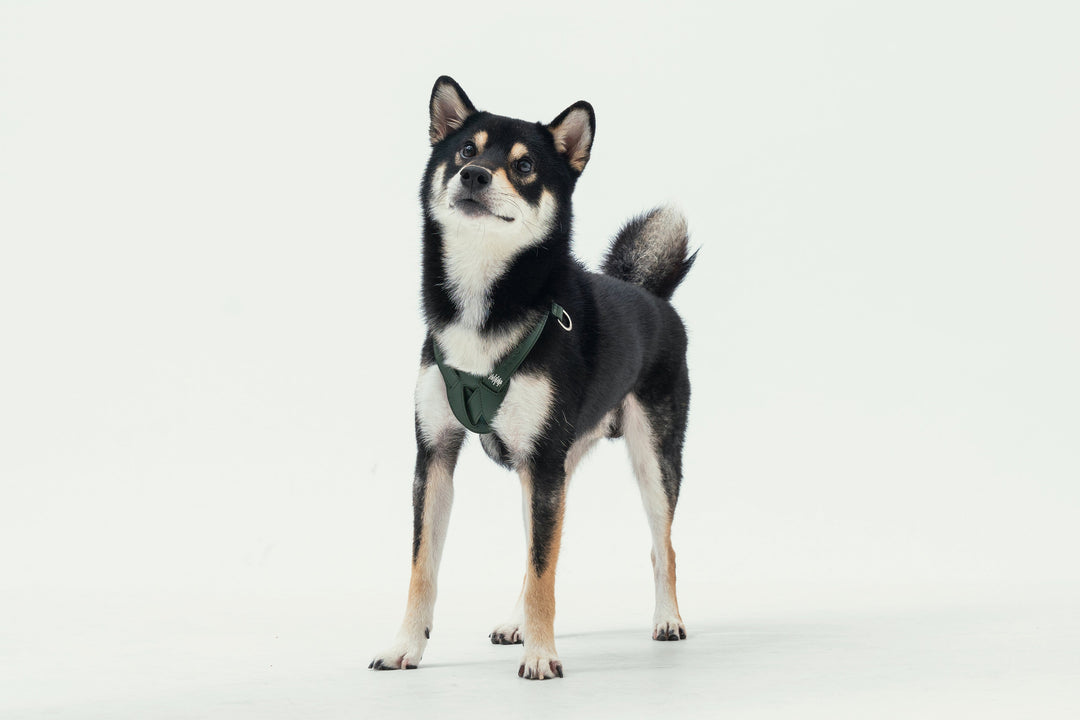 Hart Pressure Release Harness - Green
