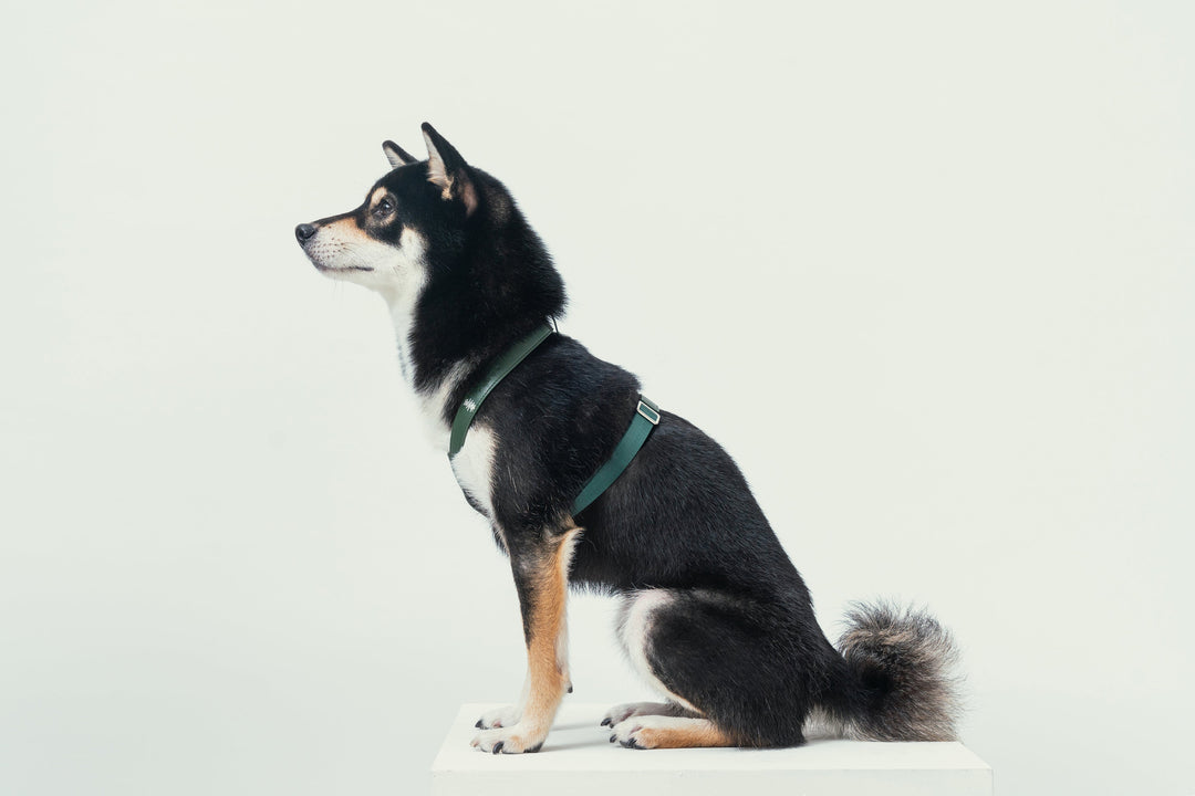 Hart Pressure Release Harness - Green