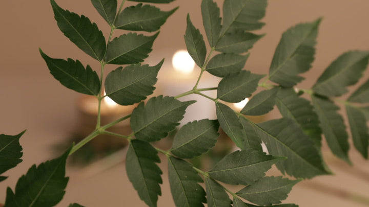 Forest Bathing | Fir + Pine + Patchouli