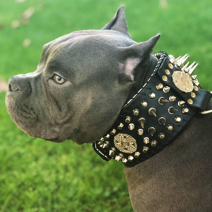 ''Imperium'' Hand Stitched 8 cm Wide Show Collar