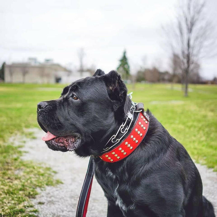"Star" Collar