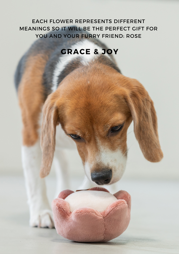Paradise Pet Toy