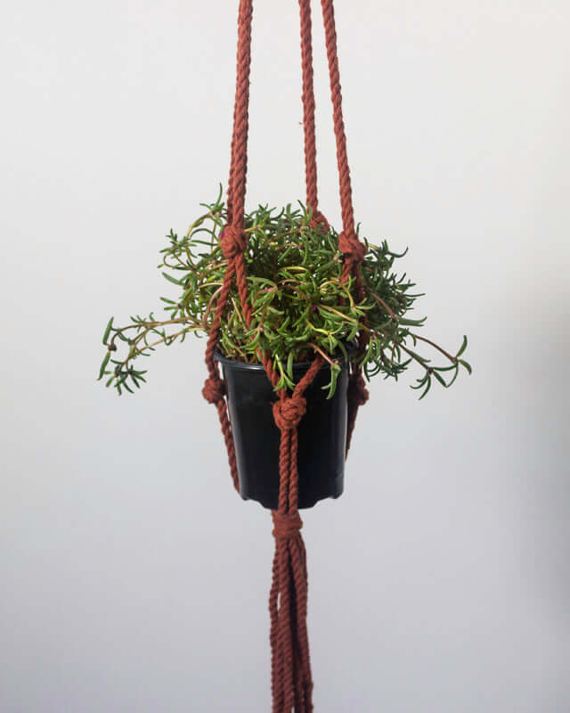 Bluefields Macrame Plant Holder - Tile Red