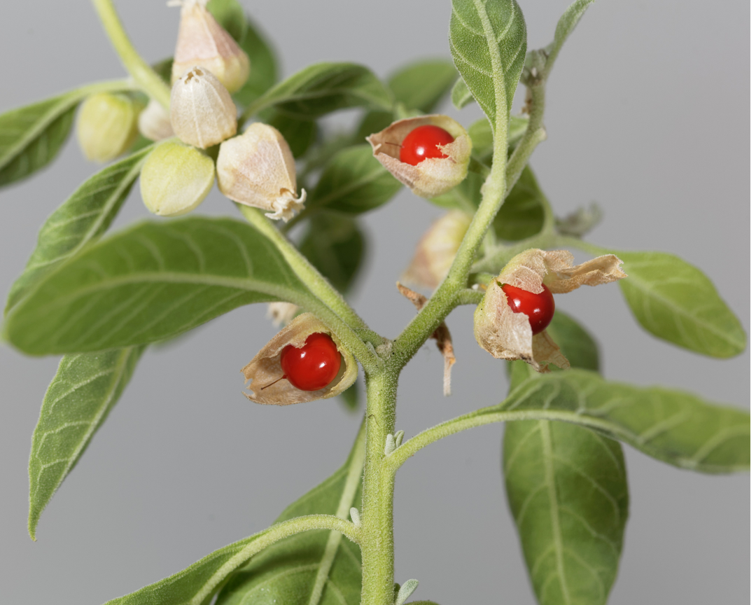 Ashwagandha plant with green leaves and red berries, showcasing the natural source of organic ashwagandha capsules for calm and balance.