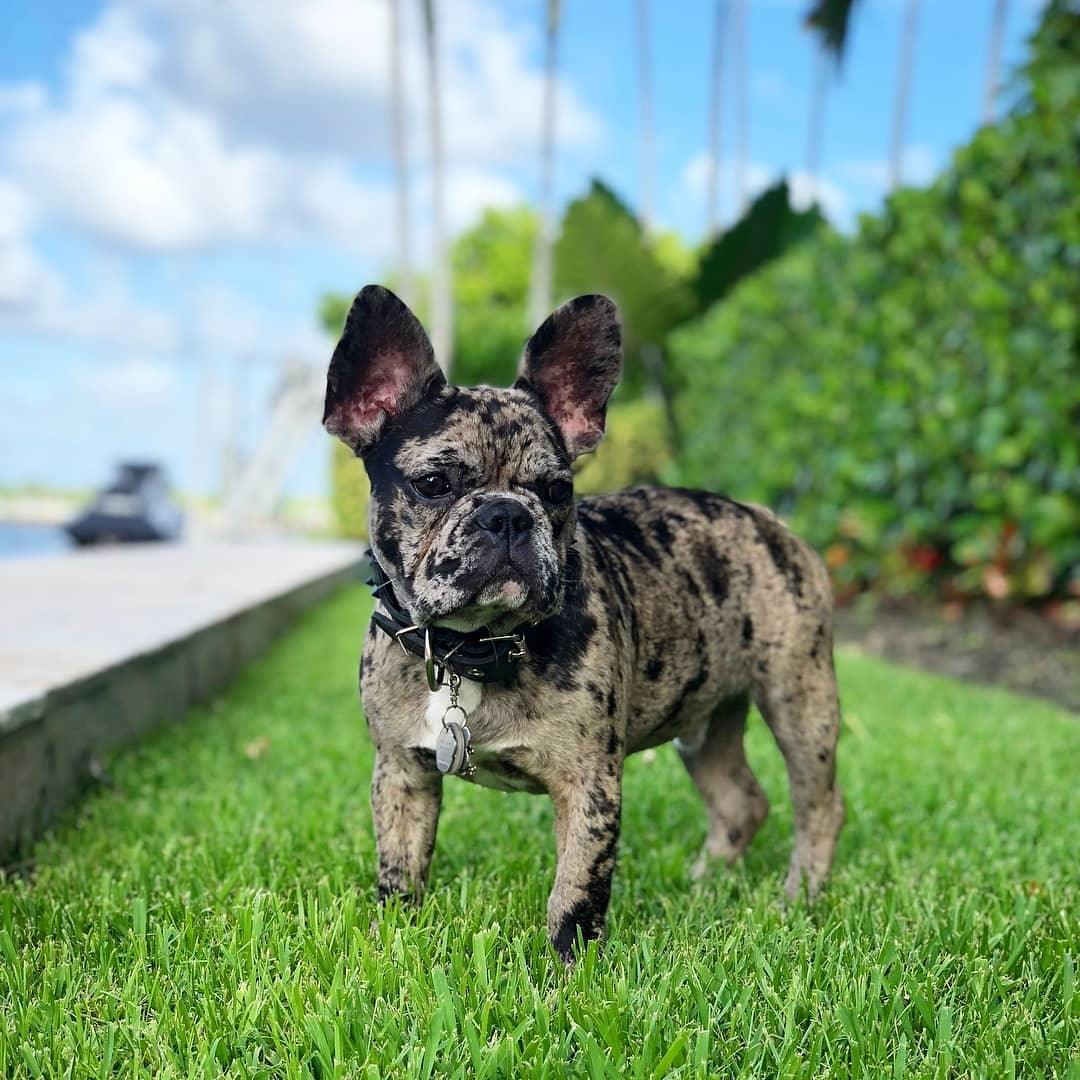 Black "Frenchie" Collar