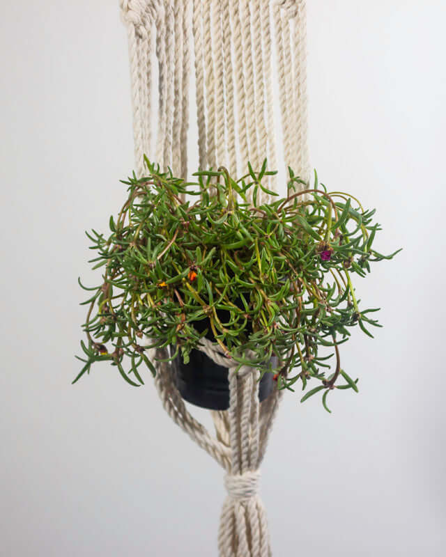 Mombacho Macrame Plant Holder - Natural White
