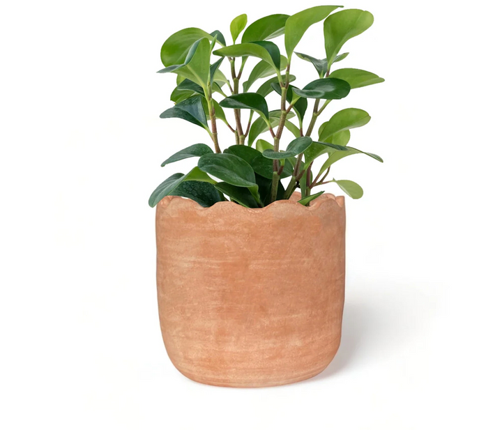 Wavy Planter
