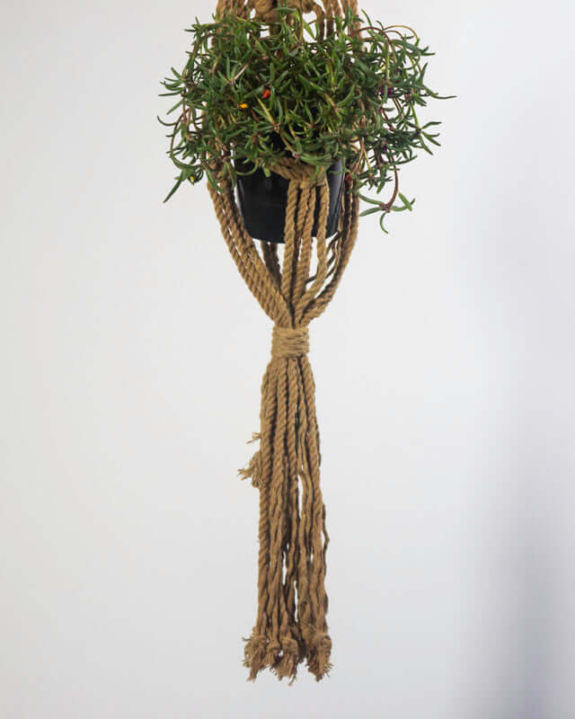 Somoto Macrame Plant Holder