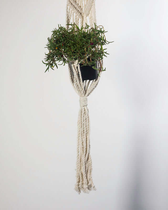 Somoto Macrame Plant Holder