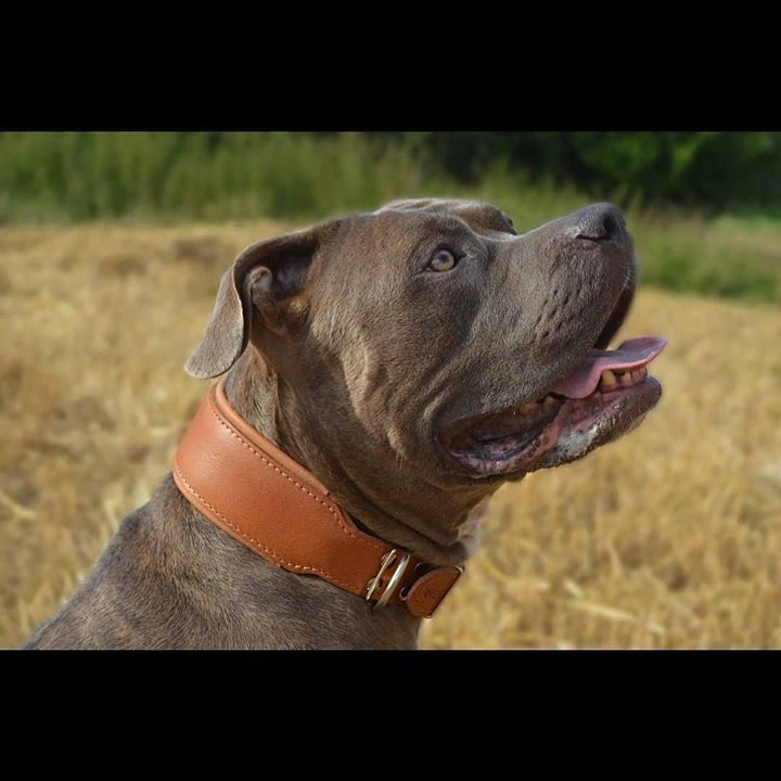 Plain "Style" Collar - Brown