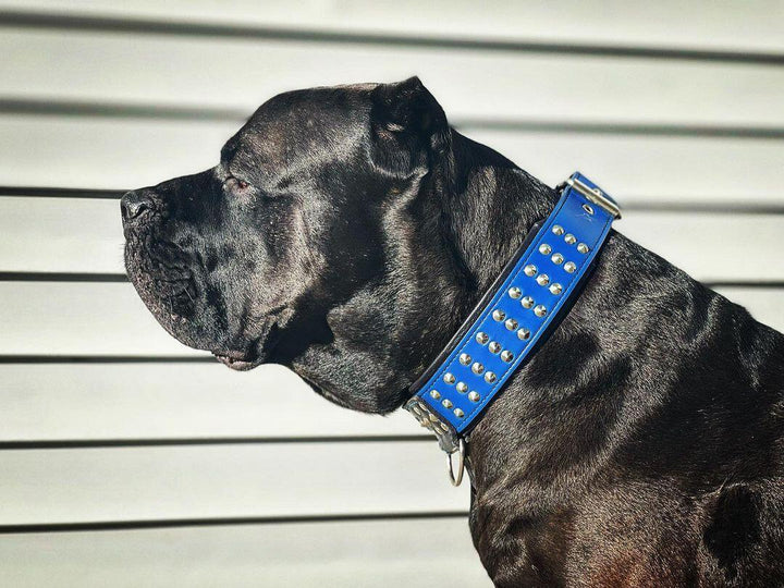 "Star" Collar