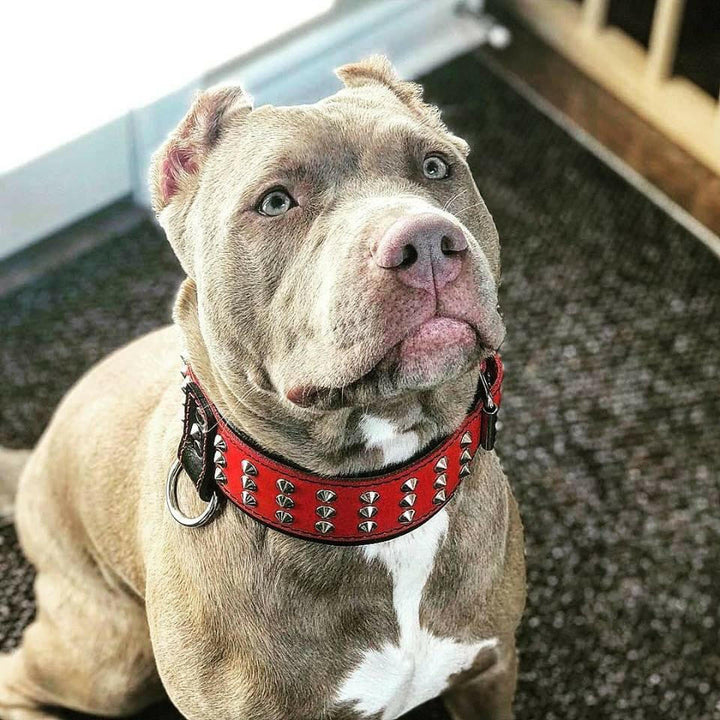 "Star" Collar